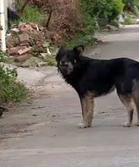 "夏季高发狗伤人,市民需正视狂犬病,狂犬病可防不可治!"