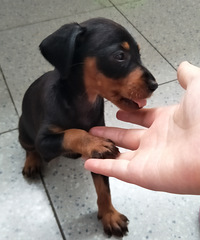 ������ֻ��������С�ű�Ӵ