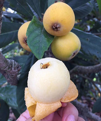 ��ɳ����