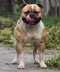 ҧһҧ������������ŷ������һ������