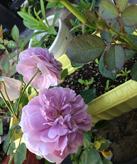 �ÿ��ľ�������