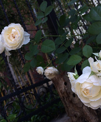 �ÿ��ľ�������