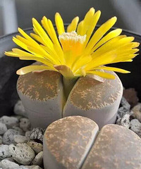 �������ǿ�����