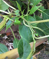 ����ɹɹ���ԳԵĻ�