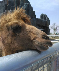 [��ͼ]̨����Ұ������԰