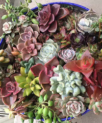 ����ۿ�����Ŷ