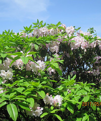 花团锦簇 姹紫嫣红