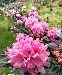 �����ž�