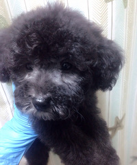 ��ɫ̩��С��1300��������