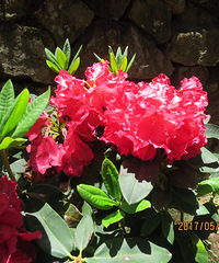花团锦簇 姹紫嫣红