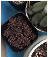 ��Ӱ������ռ�����