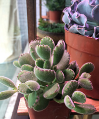 ÿ����һ��