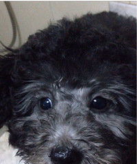 ��ɫ̩��С��1300��������%u00a