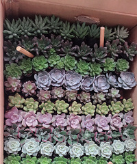 ÿ��һ����֤��������(������)��