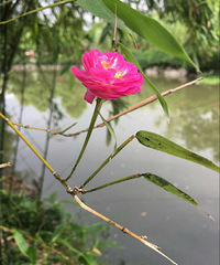 �������ӿ��������Ļ���