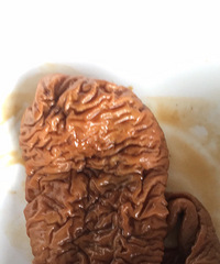 ���ȳ���С������