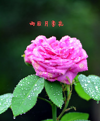 ����¼�����