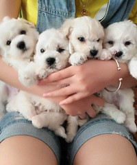 �������ܳ����� �����ſ���