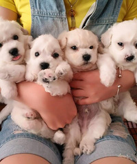 �������ܳ����� �����ſ���