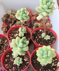 ��һ������