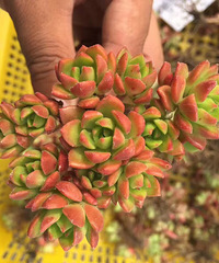 ��һ������