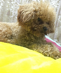 Ѱ����ʾ��̩�ϡ������͡�