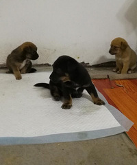 ����һ��С������������Ҫ�󣺿�ѧι������