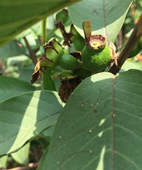 ��ʼ����ˣ��еĳ���