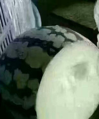"现在的人是怎么了,是西瓜变心了开始冬瓜变"