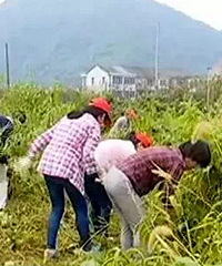 ����԰�ӡ� �ջ���ǧ���۴������Ϲ���������