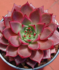 ��Ư����������ӵ�а�