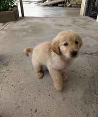 ��ת�Լҵ��������µ�С��ë