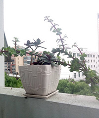 �⻹�ǽ�֦��Ҷ��