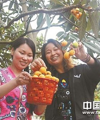 "台州今年枇杷丰产,吃货们可以敞开肚皮吃"