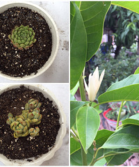 ����һ�ֽж���Ķ�