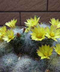 ������Ŀ.�ּ�����