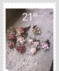 ����ŷ������Ҷand �ҵ�