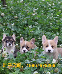 �»�������1500-2500