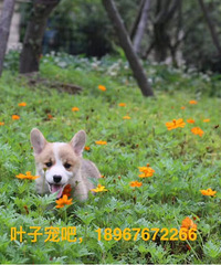 �»�������1500-2500