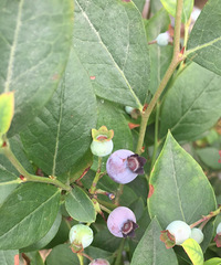 ���ǿ���ժ��ô