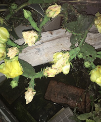 ����Ҳ��˲��