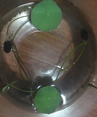 ��Ҷ��ô����ĻῪ����