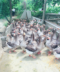 ӽ��and��Ѽ��