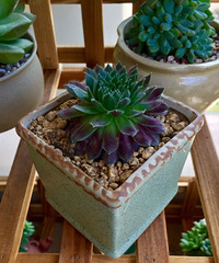 ɹ��������