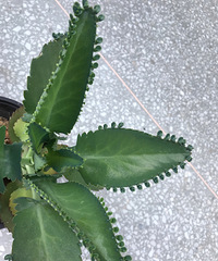 �ö�С�ģ�Ҫ�Ļ�����������С��