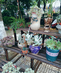 �򻨲ݵ��ر��