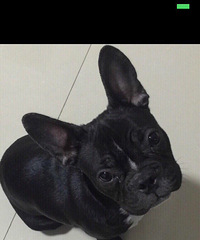 10���µĺ�ɫ����ţ