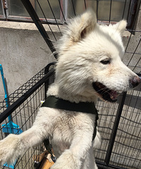 ��С�������ˡ�����