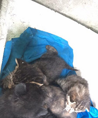 ��������������ͣ�