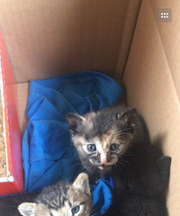 ��������������ͣ�